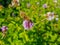 a large working bee collects nectar from field mint flowers