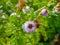 a large working bee collects nectar from field mint flowers