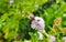 a large working bee collects nectar from field mint flowers