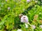 a large working bee collects nectar from field mint flowers