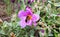 a large working bee collects nectar from pink flower