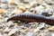 Large worm close up on ground