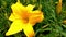 Large yellow blooming lily in the garden in spring or summer. It is used in medicine and perfumery