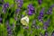 Large yellow butterfly on violet levander flower