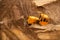 Large yellow caterpillar industrial tractor, iron dump shifts sand and ground, lines road for transport inside development of