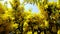 Large yellow coloured mimosa flowers with small leaves