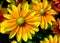 Large yellow daisy petals. Warm orange background