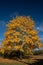 A large yellow deciduous tree is brightly colored in autumn. The sky is dark blue and creates an interesting contrast. The image