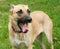 Large yellow dog in collar yawns on background of of green grass