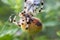 A large yellow female Araneus spider in a web with prey. Successful hunting spider. Scary spider for Halloween