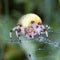 A large yellow female Araneus spider in a web with prey. Successful hunting spider. Scary spider for Halloween