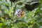 A large yellow female Araneus spider in a web with prey. Successful hunting spider. Scary spider for Halloween