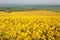 Large yellow field in Dorset in the Spring