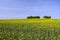 Large yellow field of rapeseed and copse