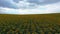 Large yellow field of sunflowers and heavy storm clouds.