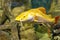 Large yellow fish in the Kazan Aquarium. Tourist places of Kazan. The redtail catfish, Phractocephalus hemioliopterus, is a