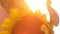 A large yellow flower of a large sunflower on the background of sunlight, sunset. Vertical video