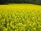 Large yellow flowering rapeseed field at forest in spring