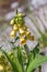 Large yellow foxglove (Digitalis grandiflora) - persistent and extremely poisonous plant