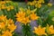 Large yellow lilies planted around a boulder in the park