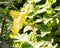 Large yellow lily flower with long stamens and pistil, petals wrapped against foliage. Decorative garden flower flowerbed