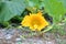 Large Yellow Lily Pad Flower