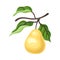 Large yellow pear on a branch. Vector illustration on a white background.