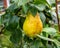 Large yellow pear ripe on a branch with a summer garden of a country garden