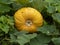 Large yellow pumpkin developing on the ground
