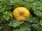 Large yellow pumpkin developing on the ground