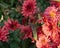 A large yellow spider weaves a cobweb in the garden against a background of pink chrysanthemums. Spider web on flowers.