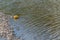 Large yellow Styrofoam buoy in shallow water
