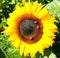 A large yellow sunflower with bees collecting pollen