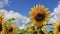 Large yellow sunflower bloomed on farm field in summer. Agricultural industry, sunflower oil, honey. farming, nature background.