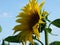 Large yellow sunflower in the feld
