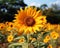 a large yellow sunflower in a field