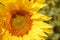 Large yellow sunflower head with a round center and long petals. Horizontal frame,