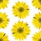 Large yellow sunflowers on a white isolated background.