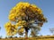 Large yellow tree. IpÃª. yellow tree covered in flowers. (Handroanthus albus)