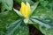 Large Yellow Trillium - Trillium luteum