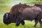 Large Yellowstone Bison (Buffalo) at Yellowstone National Park, Wyoming, USA