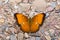 Large Yeoman butterfly