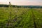 Large young apple garden at cloudy daytime