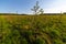 Large young apple garden wide angle daytime sunlight shot