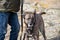 Large young brindle dog walking along a beach