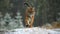 A large young female Siberian tiger Panthera tigris altaica runs directly against the camera. Slow motion video.