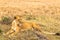 A large young lioness lies on the grass. Masai Mara. Kenya, Africa