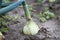 Large young succulent bulb growing in the garden bed