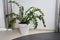 A large Zamioculcas flower stands on the floor against the background of a curtain