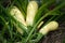 Large zucchini lie on the ground in green tops.